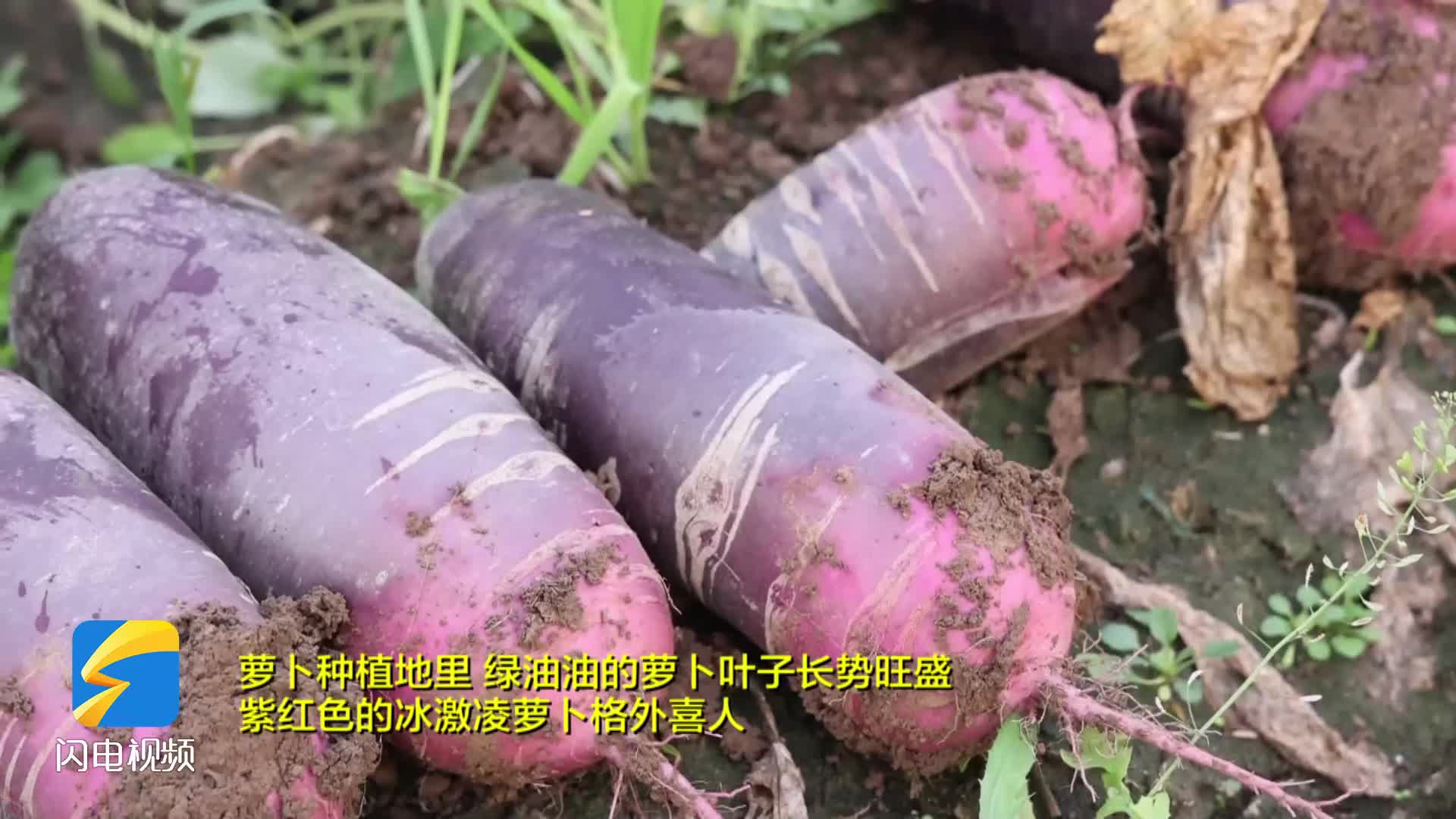 萝卜视频安卓版色版萝卜视频无限次数安卓下载-第2张图片-太平洋在线下载 萝卜视频安卓版色版萝卜视频无限次数安卓下载-第2张图片-太平洋在线下载