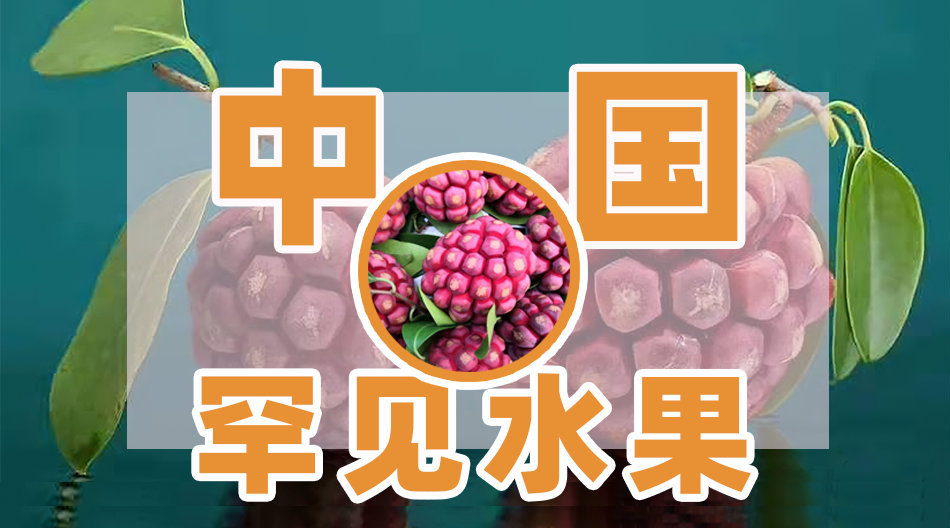 中国水果客户端水果批发一手货源网站