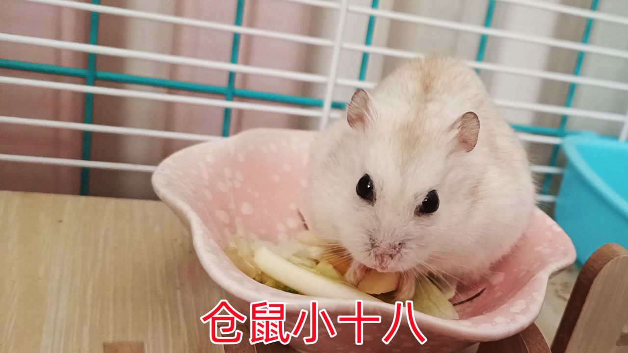 仓鼠滤镜苹果版有仓鼠美颜的拍照软件-第2张图片-太平洋在线下载