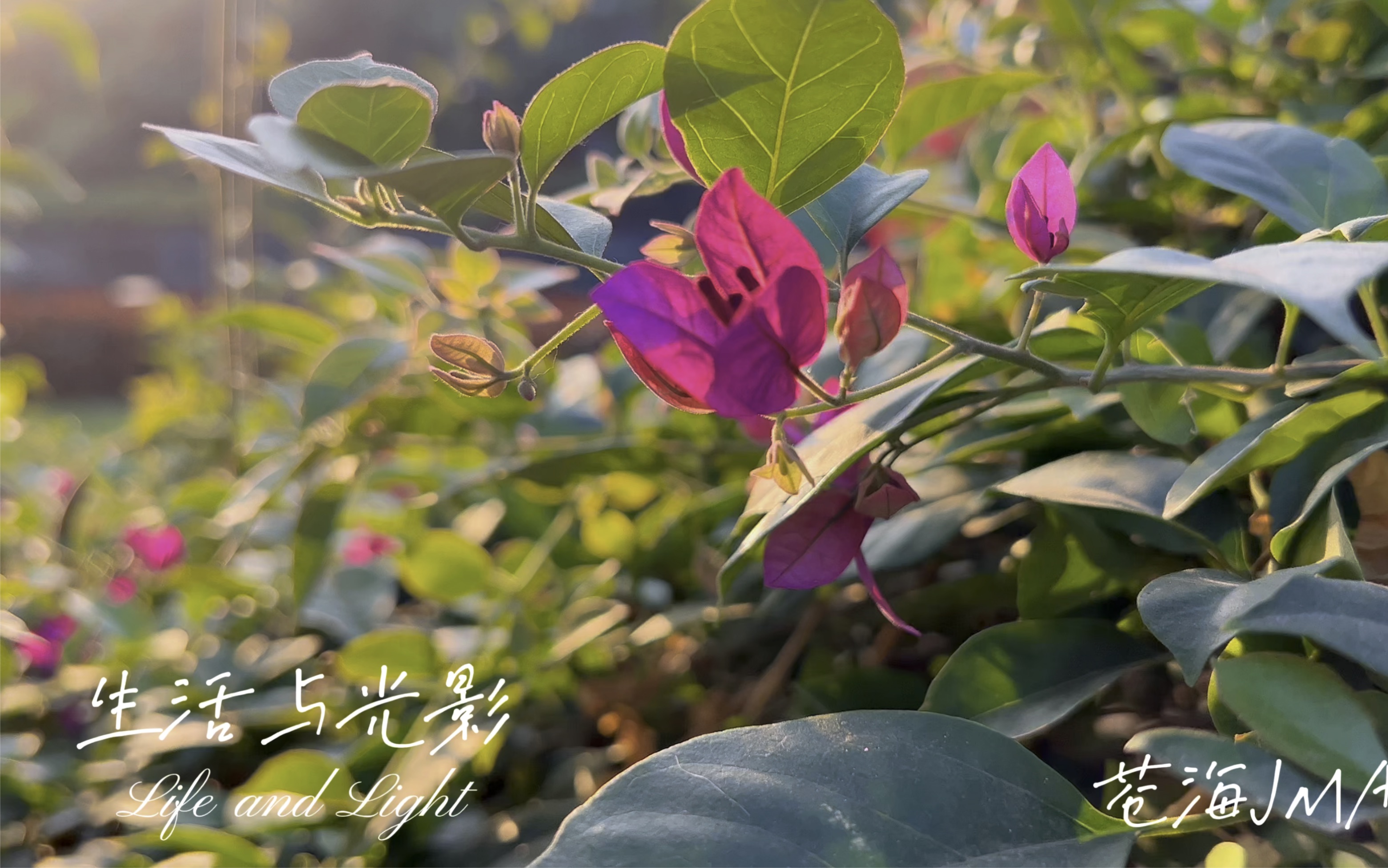 光影苹果版官网光影网页官网入口